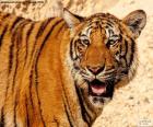 Головы и части тела большой Тигр с рот открыть